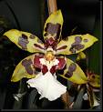 Odontocidium hibrido * Rodrigo Remolina
 * Rodrigo Remolina
